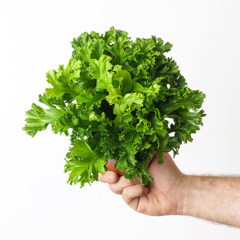 Asplenium antiquum ‘Leslie’|12cm