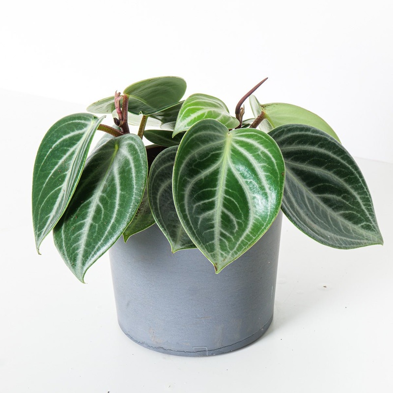 Peperomia Sarcophylla|15cm