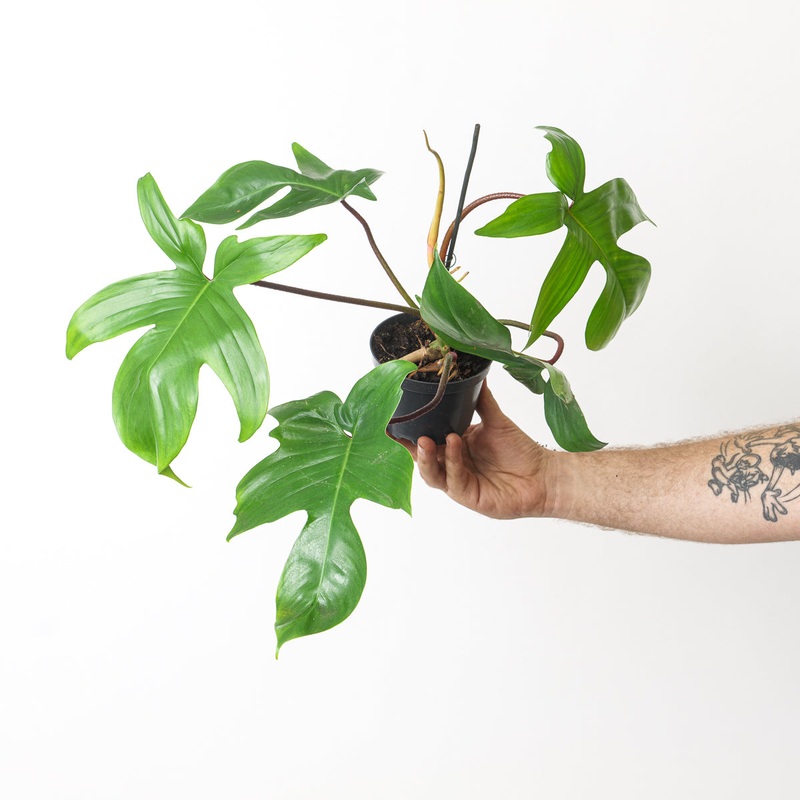Philodendron Florida Green|12cm