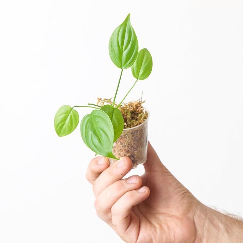 Philodendron gardeniodorum|6cm|1