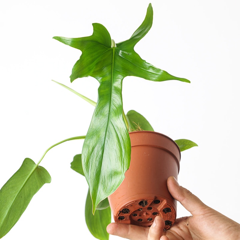 Philodendron pedatum ‘Glad Hands’