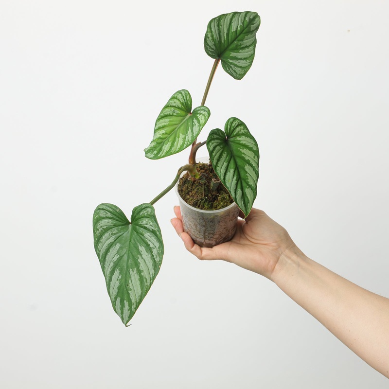Philodendron plowmanii ‘Pink Wings’