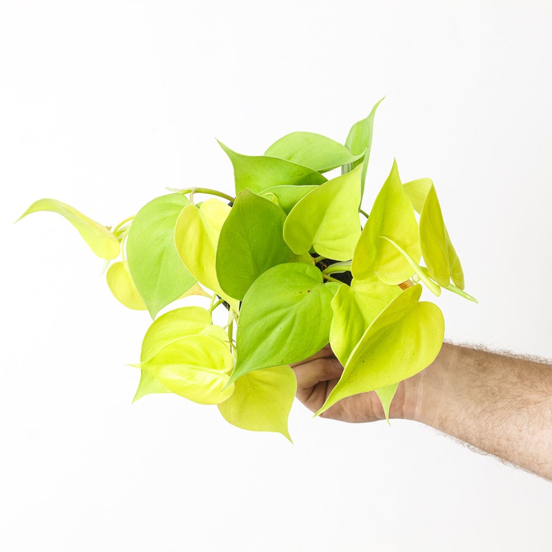 Philodendron scandens ‘Lemon Lime’