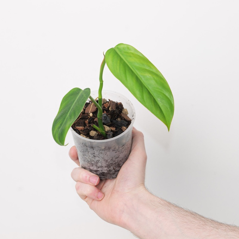 Philodendron sp. NOID ‘Pink Margins’