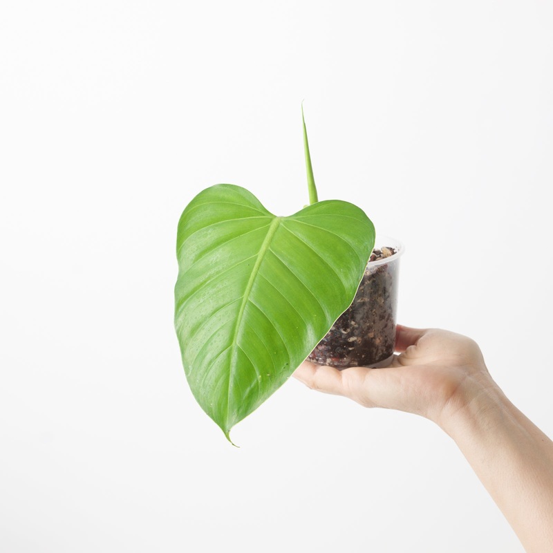 Philodendron sparreorum|9cm