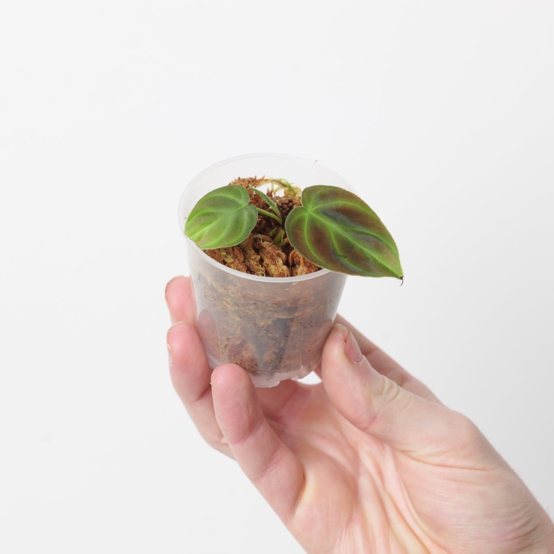 Philodendron verrucosum ‘Purple Dwarf’