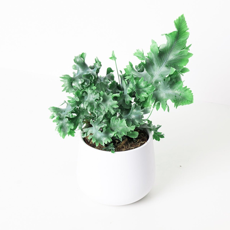 Phlebodium Aureum Davana|12cm