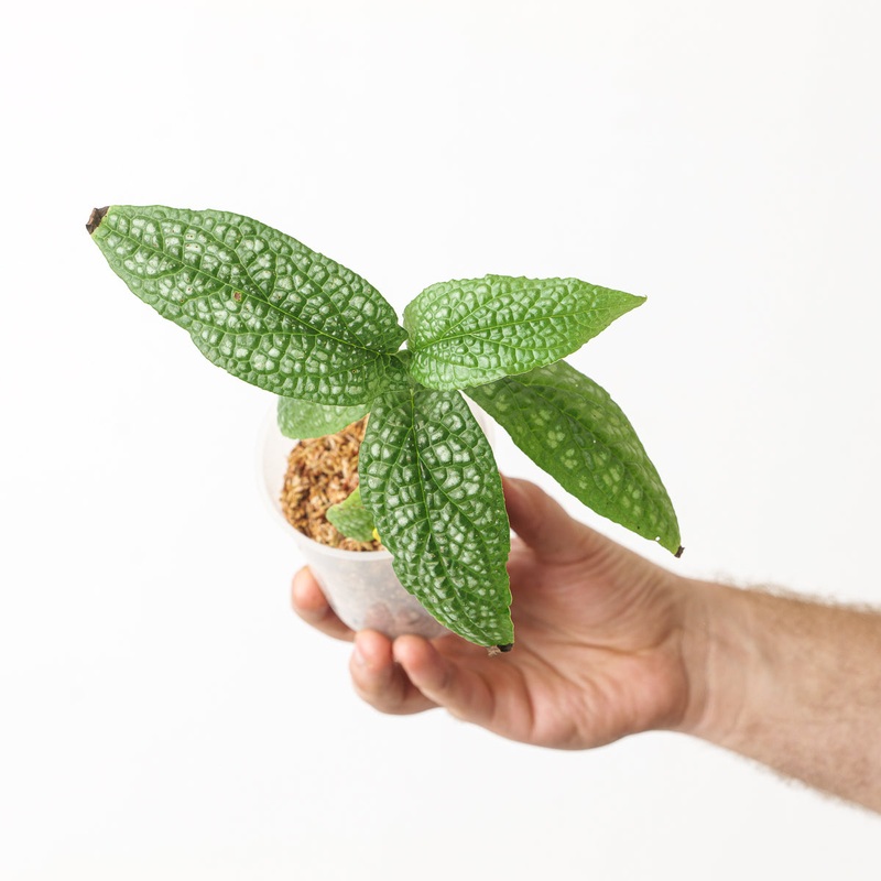 Piper cf. marsupiiferum|9cm (4+ Leaf)