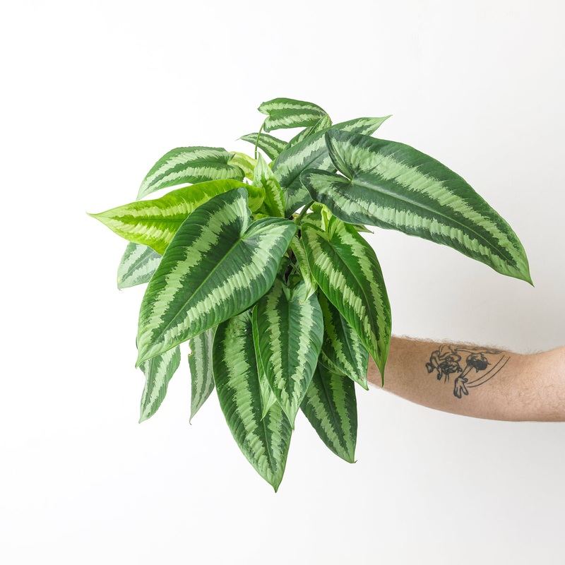 Schismatoglottis Wallichii|14cm|10.5cm
