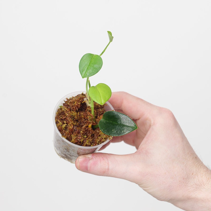 Scindapsus ‘Dark Glossy’|6cm