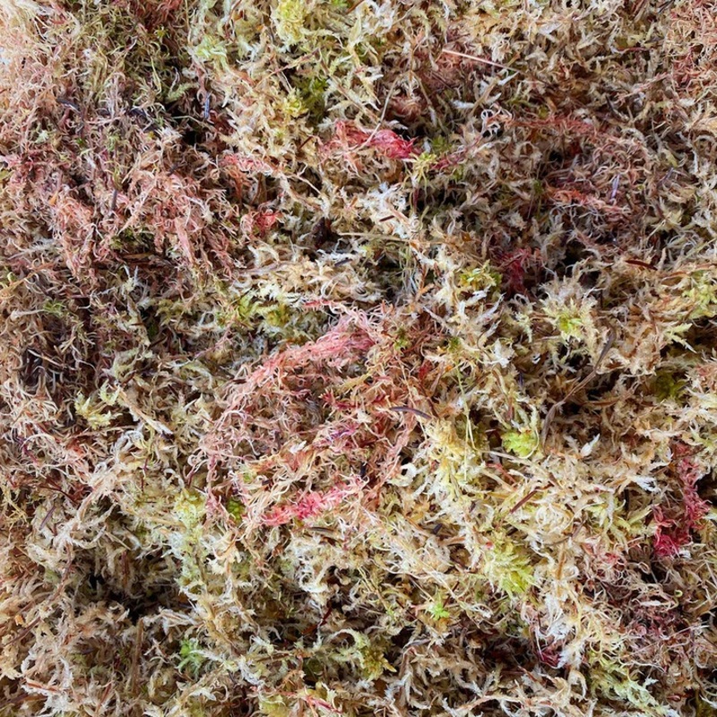 Sphagnum Moss (Live)|2.5L|5L|8L|16L|50L