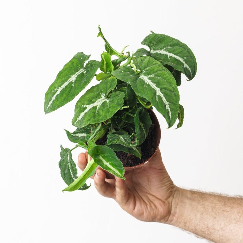 Syngonium Wendlandii|12cm