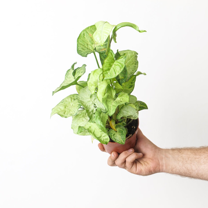 Syngonium White Butterfly|5cm|12cm|14cm