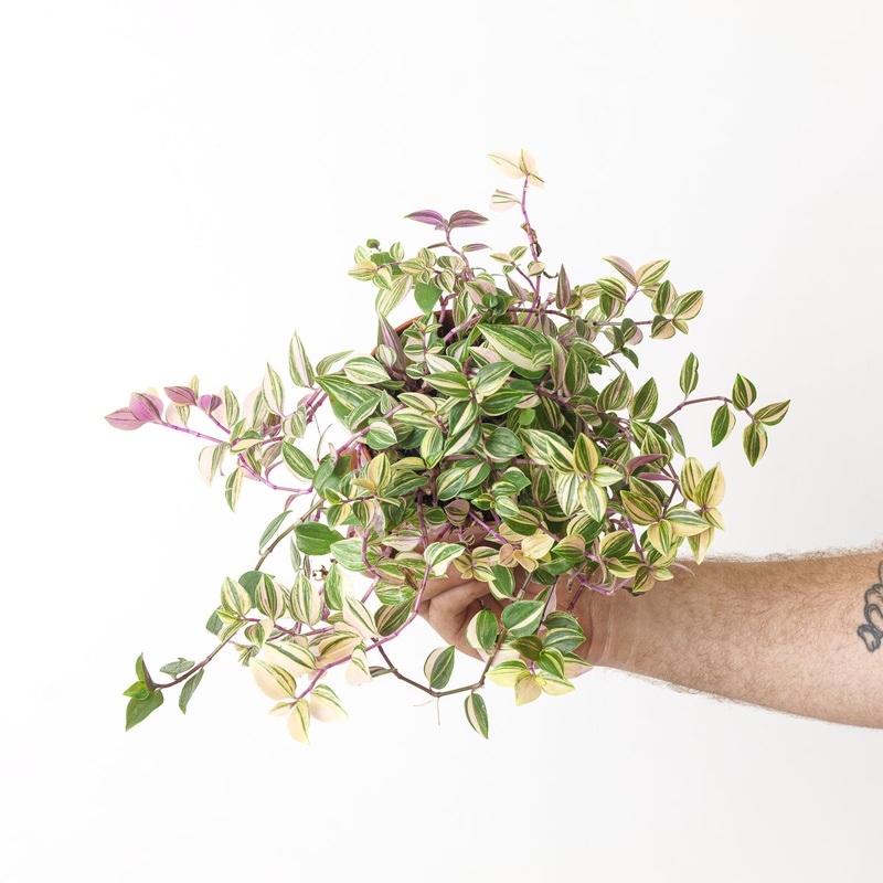 Tradescantia mundula ‘lisa’|6cm|12cm|17cm