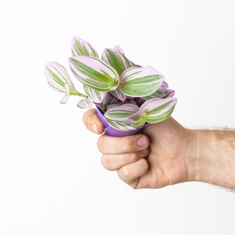 Tradescantia Nanouk|7cm|12cm