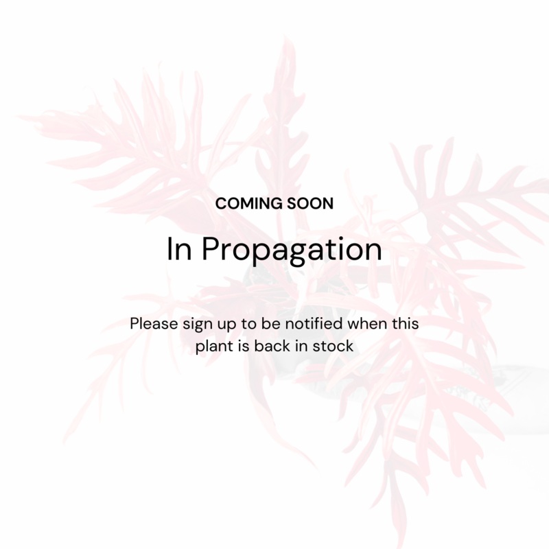 Triolena pustulata|Small established plant