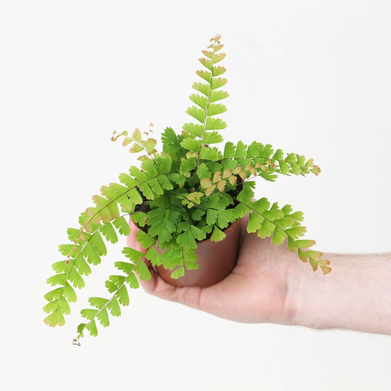 Adiantum Caudatum|8.5cm