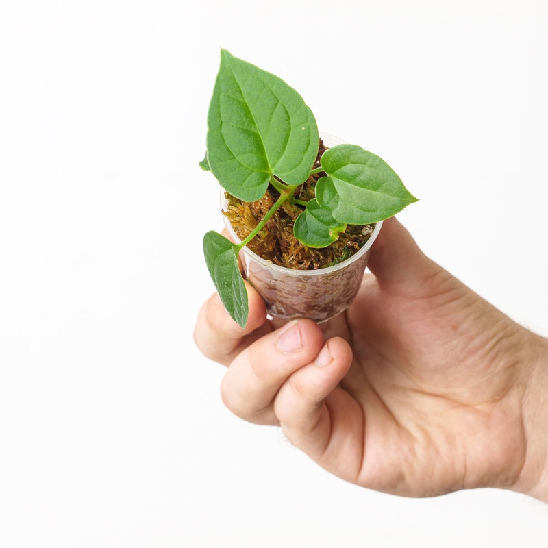 Anthurium (papillilaminum x) x luxurians seedling