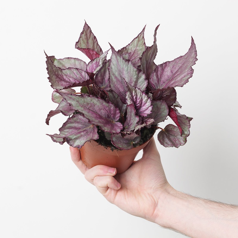 Begonia ‘Maori Haze’|12cm