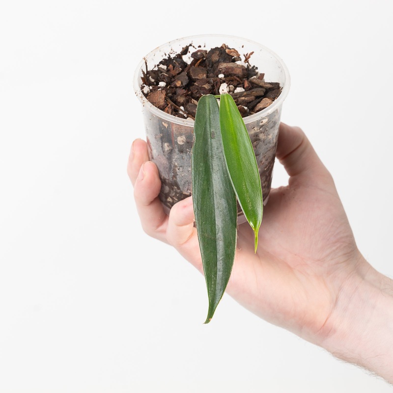 Philodendron asplundii|9cm