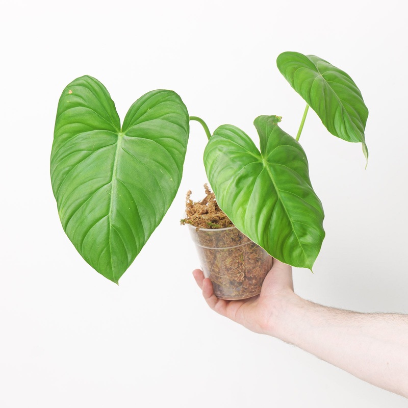 Philodendron cf. pastazanum ‘Climbing form’