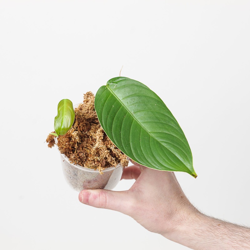Philodendron cf. scherberichii ‘Narrow Form’