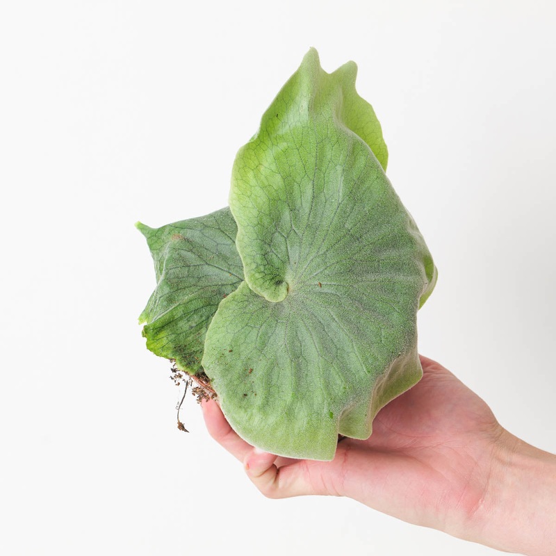 Platycerium superbum (Giant Staghorn Fern)