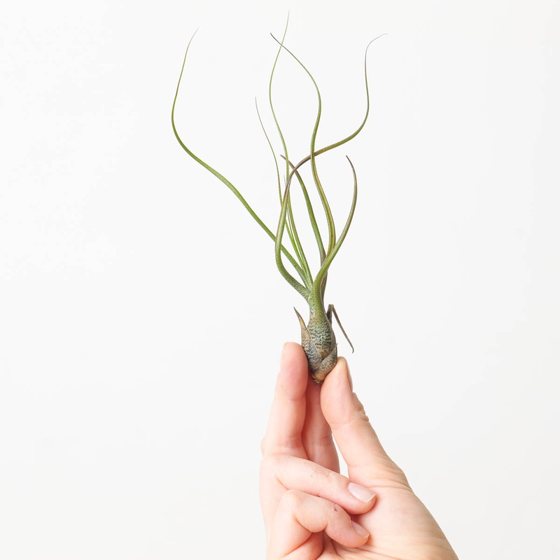 Tillandsia butzii Air plant