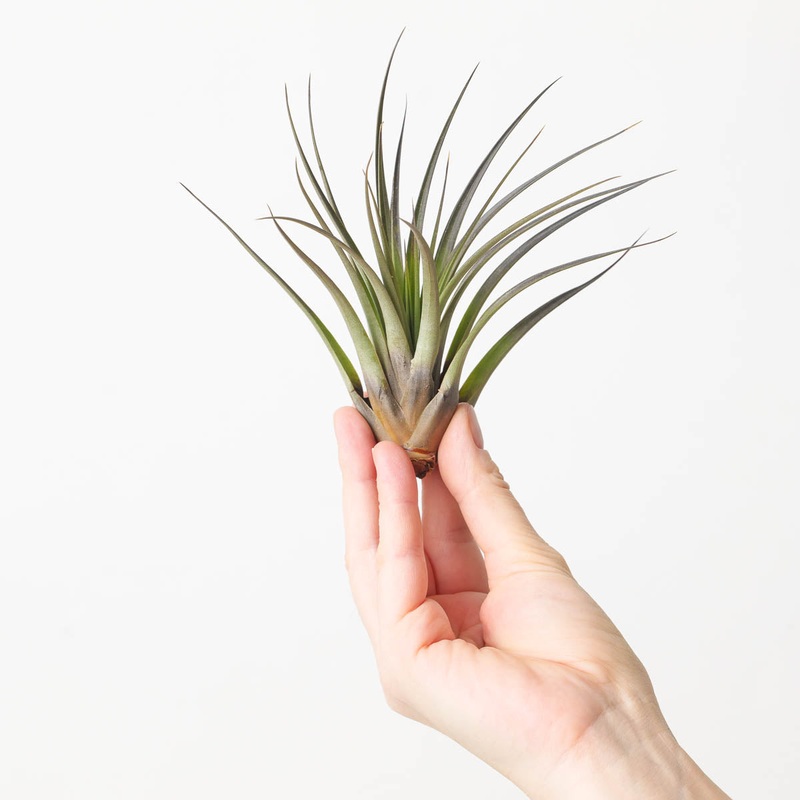 Tillandsia fasciculata Air plant
