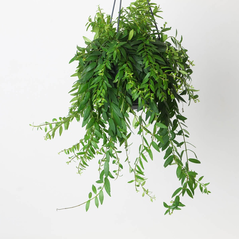Aeschynanthus japhrolepis|15cm Hanging