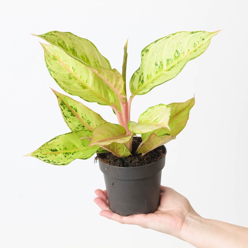 Aglaonema ‘Chartreuse Pretty’|12cm