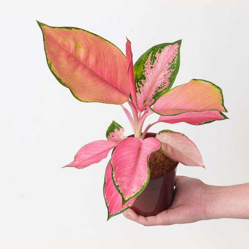 Aglaonema Flamingo|12cm