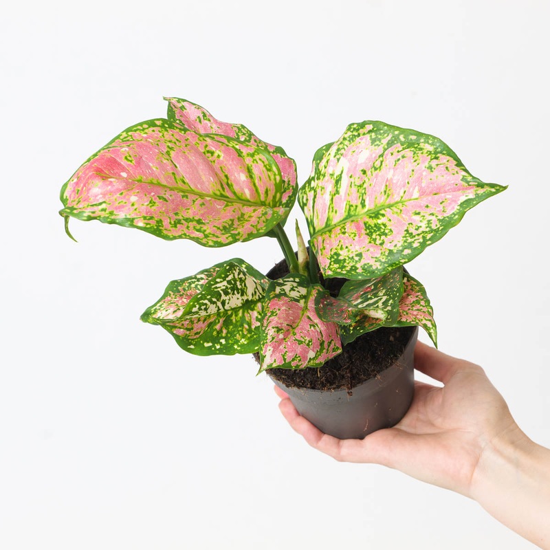 Aglaonema ‘Jaxxy Red’|12cm