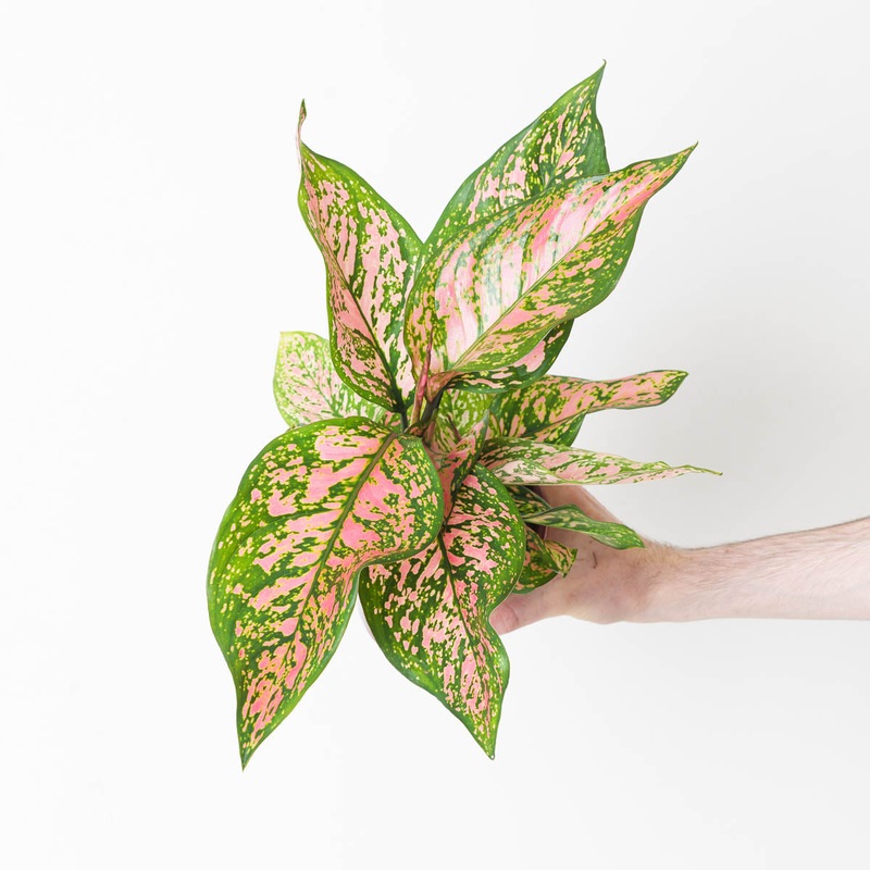 Aglaonema ‘Spotted Star’|12cm