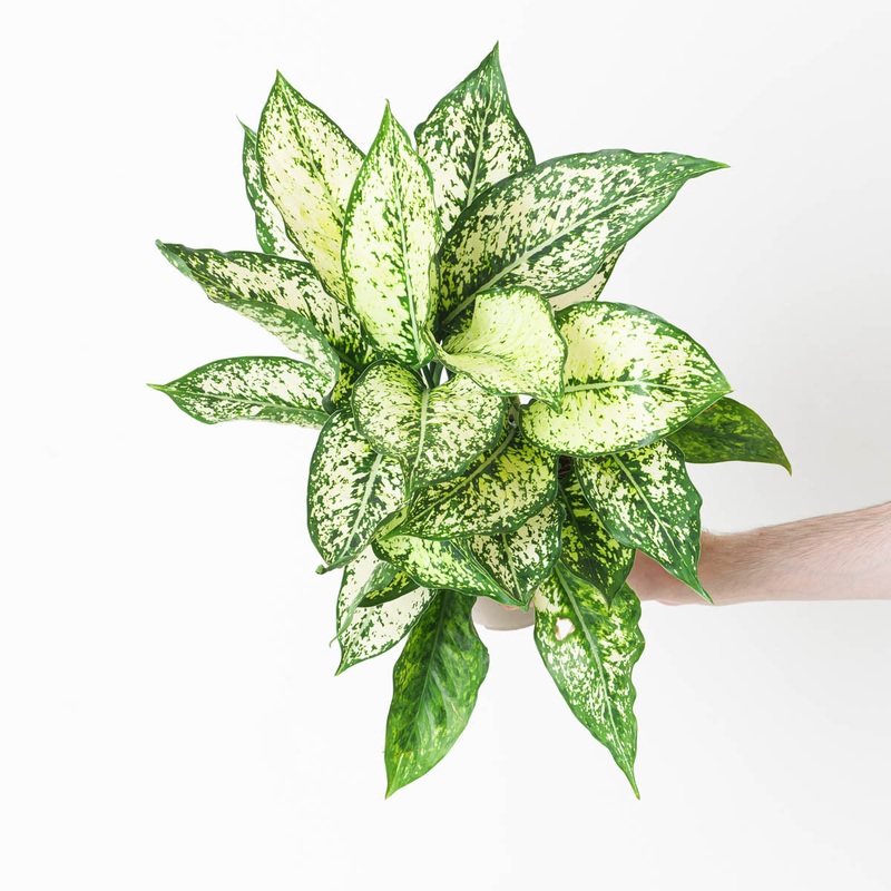 Aglaonema ‘Spotted Star’ – White
