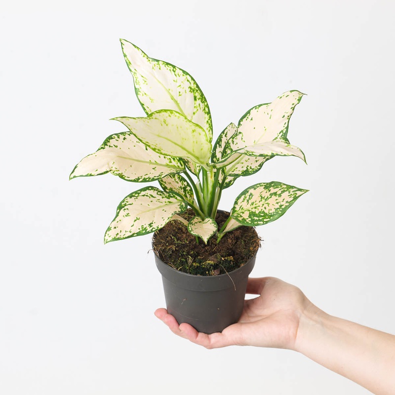 Aglaonema ‘Vanilla Baby’|12cm