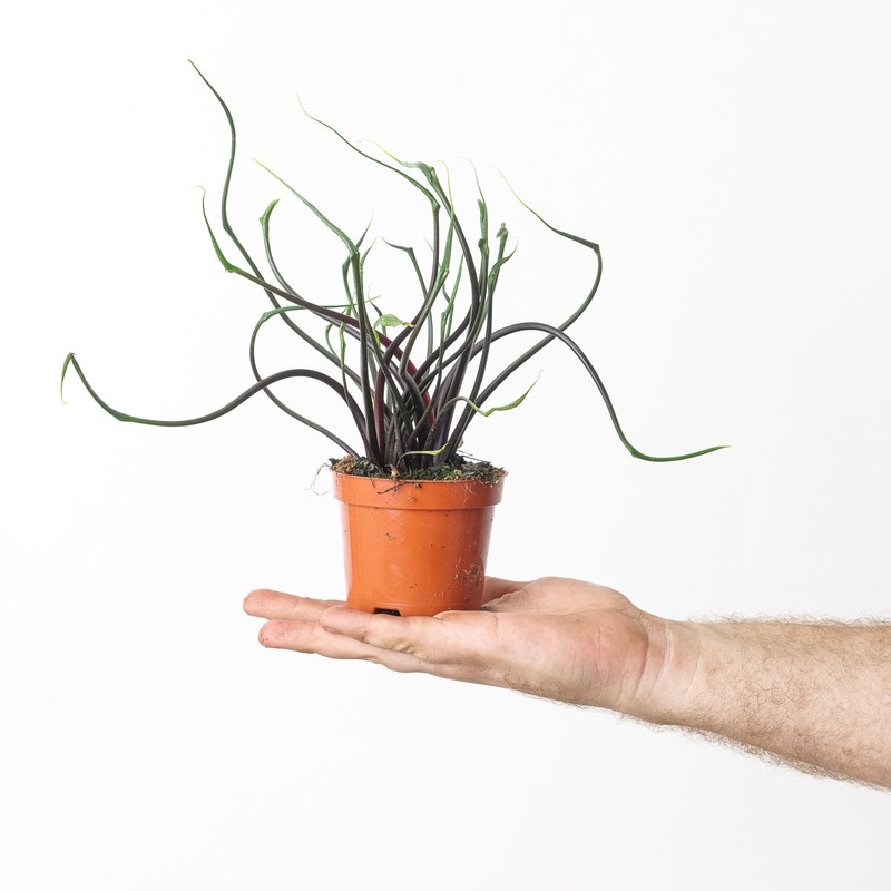 Alocasia Flying Squid|9cm