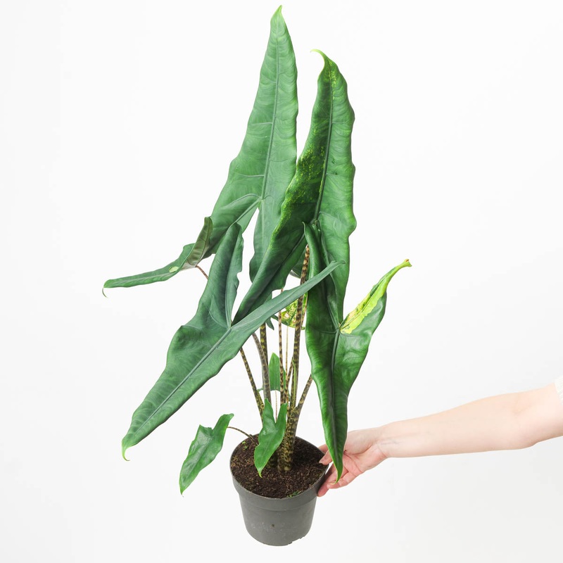 Alocasia tigrina Variegated|17cm