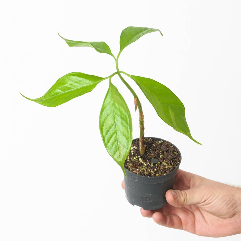 Amorphophallus titanum|9cm
