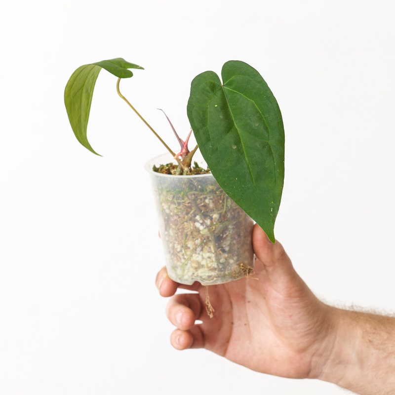 Anthurium Ace of Spades (Dark Form)