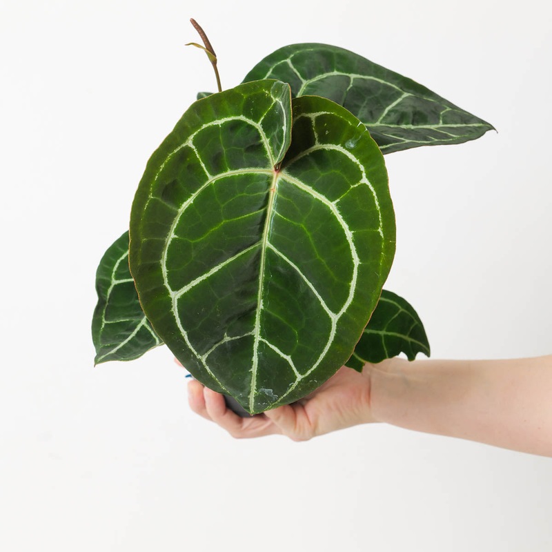 Anthurium Crystallinum x ‘Flourite Round/Red’