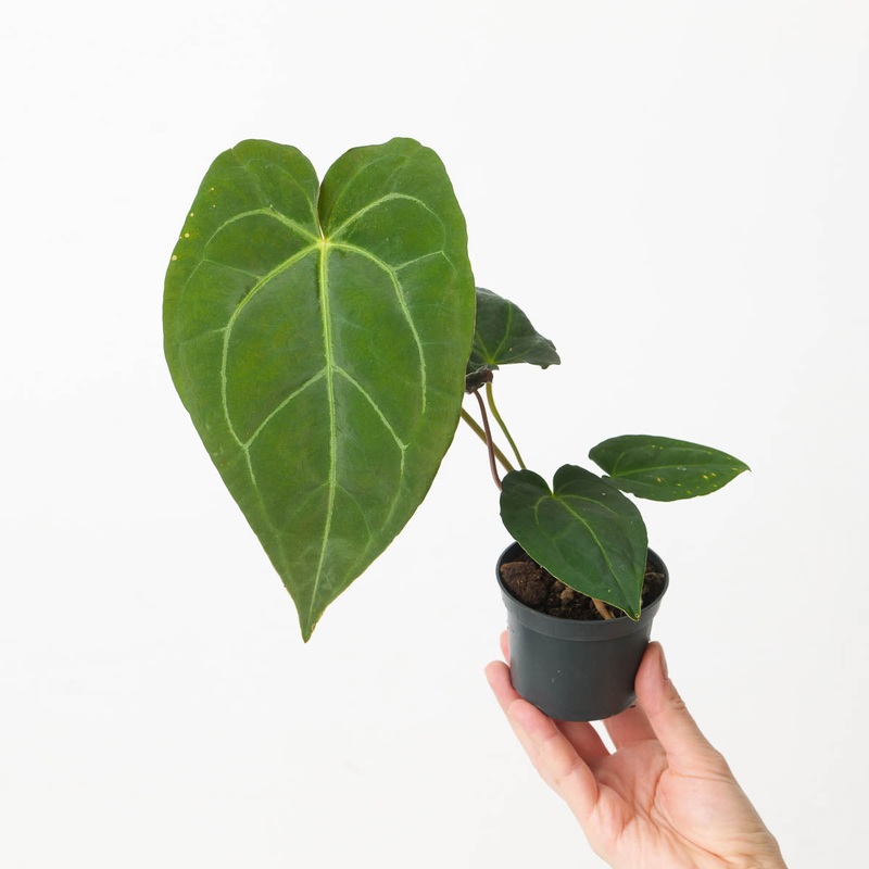 Anthurium Crystallinum x ‘Minimal Veins’