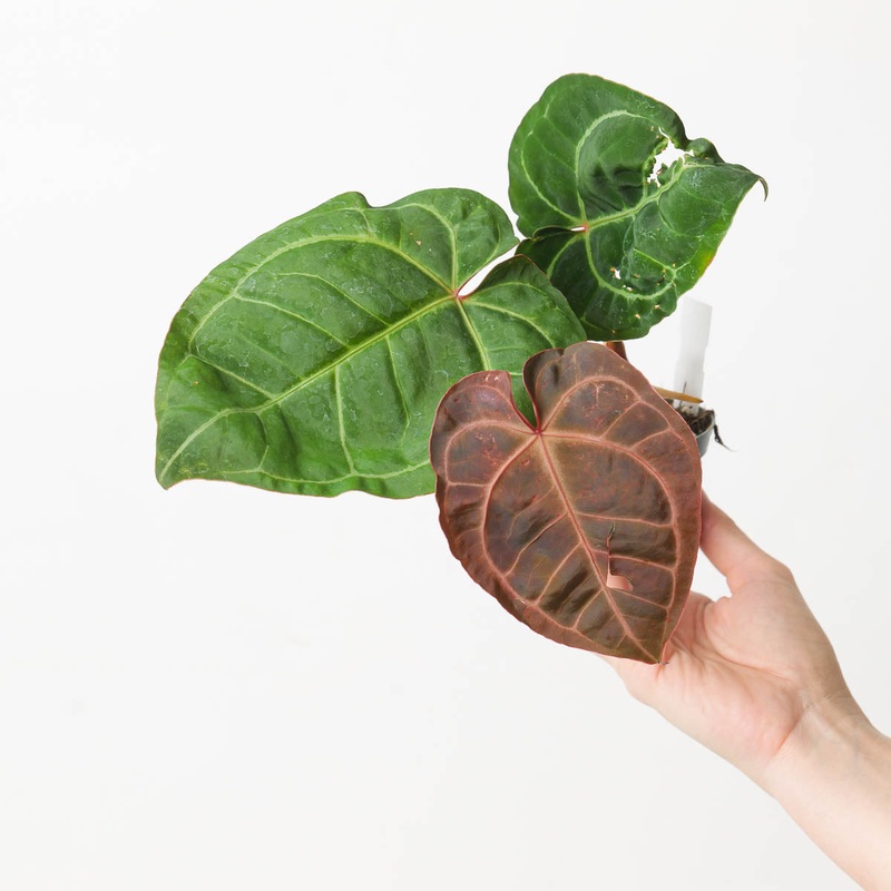 Anthurium Crystallinum x ‘Red Sinus’