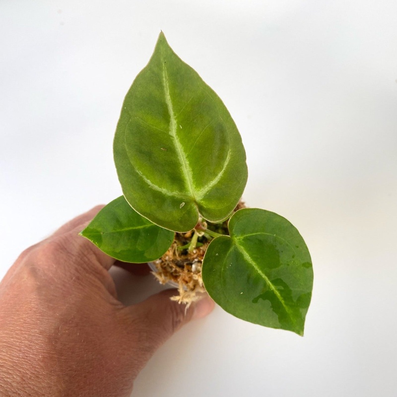 Anthurium ‘Dark Mama’ (Indo Form)