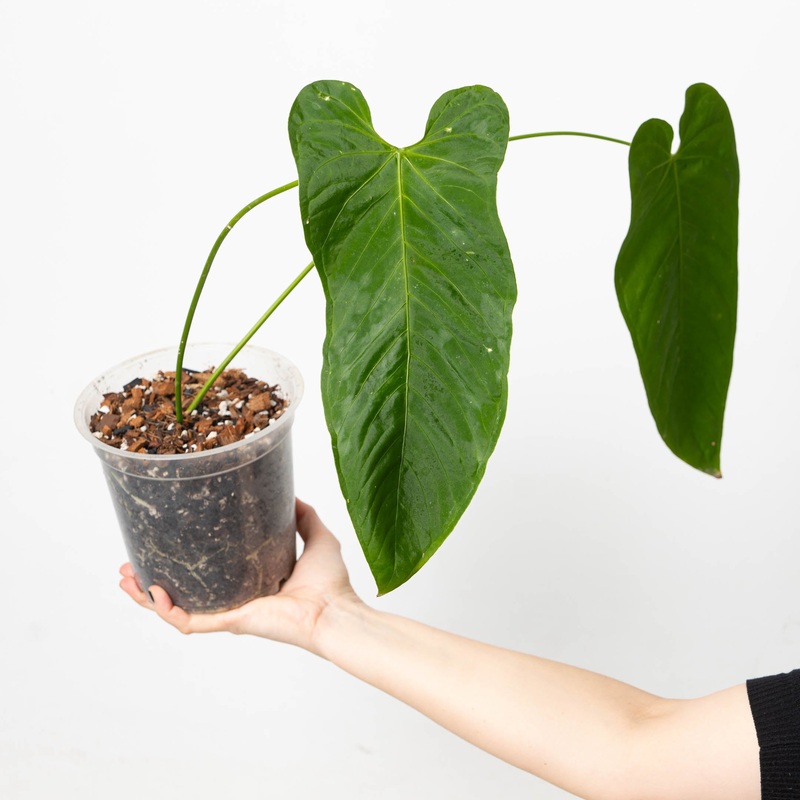 Anthurium dolichostachyum|17cm