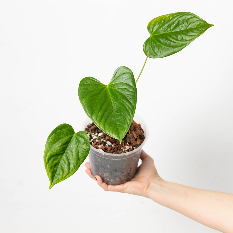 Anthurium gymnopus|15cm
