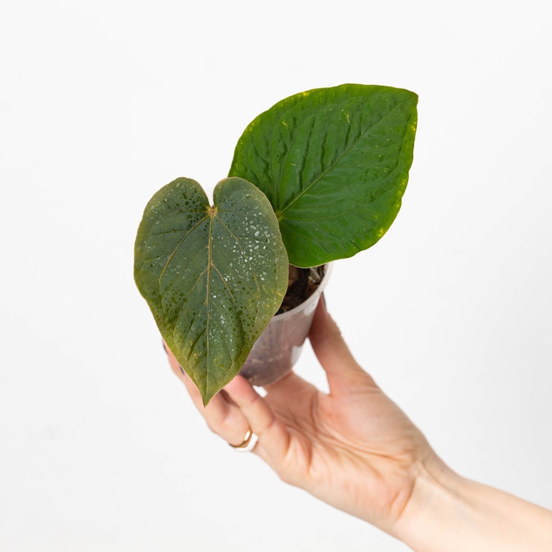 Anthurium kunayalense|Rooted Plant