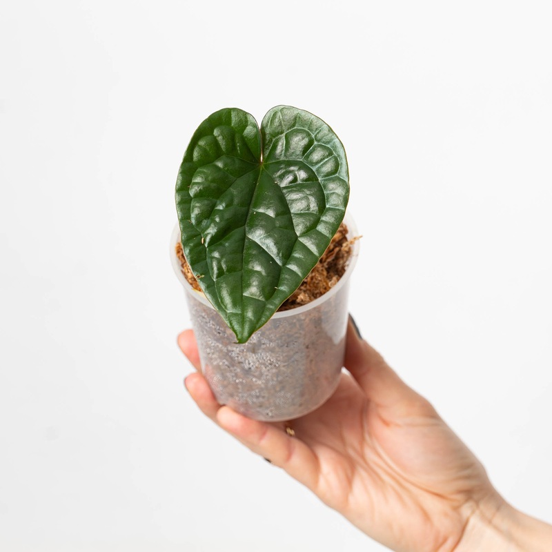 Anthurium luxurians Dark Green Form