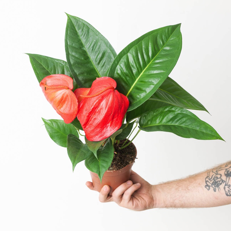 Anthurium scherzerianum ‘Christine’