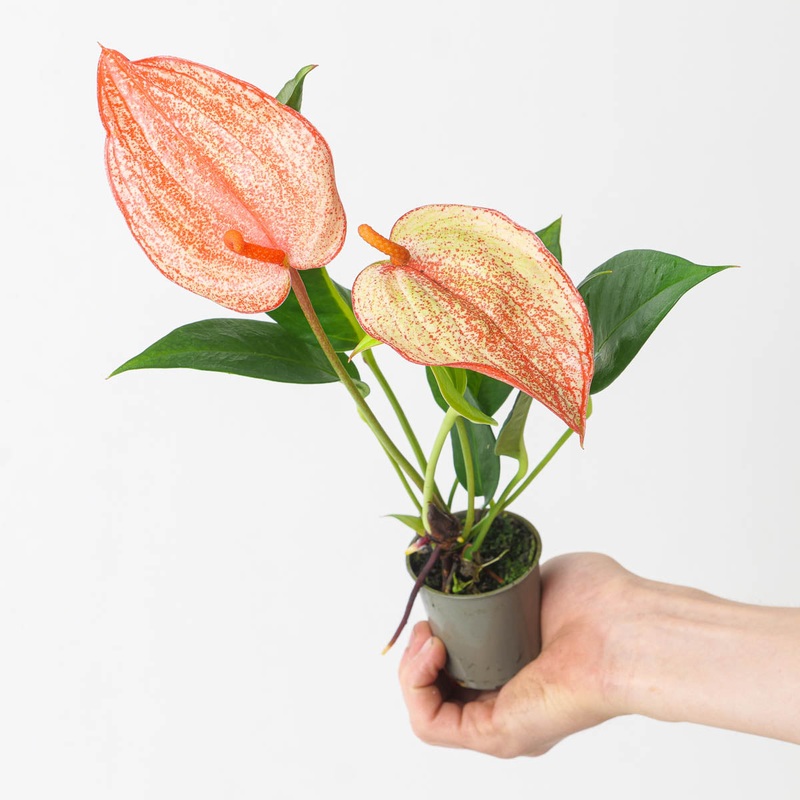 Anthurium scherzerianum hybrid ‘Red Fleck’